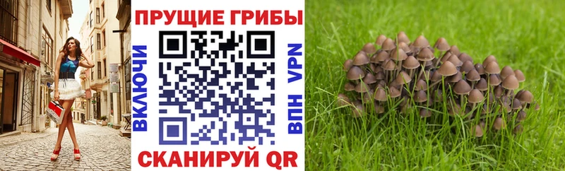 Галлюциногенные грибы Magic Shrooms  мега ссылки  Дегтярск 